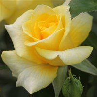 Роза флорибунда Голдквелле