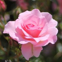 Роза парковая Розарио