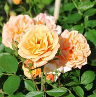 Роза миниатюрная ЭприкОТ-Клементина
