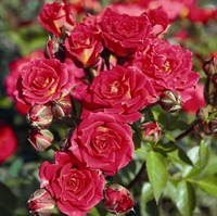 Роза миниатюрная Чили Клементина