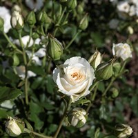 Роза миниатюрная Снипринцесса