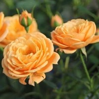 Роза миниатюрная АприкОТ-Клементин