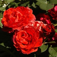 Роза клумбовая Озо