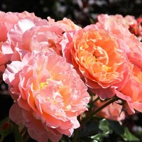 Роза клумбовая Мари Кюри