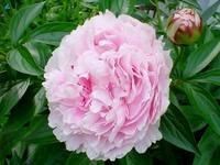 Пион Розовый Sarah Bernhardt