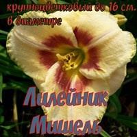 Лилейник Мишель 11399