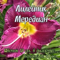 Лилейник Мередиан