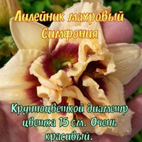 Лилейник Махровый Симфония 11394