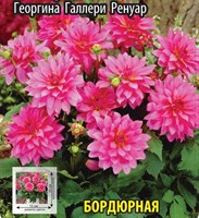 Георгина Галлери Ренуар 10367