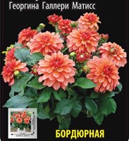 Георгина Галлери Матисс 10363