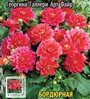 Георгина Галлери Арт Файр 10354