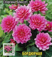 Георгина Блюсетт 10341