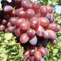 Виноград Тайфи