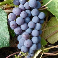 Виноград Левокумский устойчивый