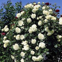 Роза плетистая белая