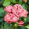 Роза шраб Плейфул Рококо - фото 17159