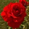 Роза шраб Кордес Бриллиант - фото 17162
