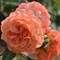 Роза шраб Бельведер - фото 17166