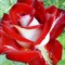 Роза чайно-гибриднаяАльянс - фото 17170