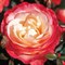 Роза чайно-гибридная Юфрейшин - фото 17172