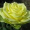 Роза чайно-гибридная Юмба - фото 17173