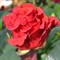 Роза чайно-гибридная Эль Торо - фото 17178