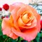 Роза чайно-гибридная Экзотик - фото 17181