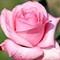 Роза чайно-гибридная Эйфелева башня - фото 17182