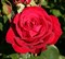 Роза чайно-гибридная Штортебекер - фото 17183