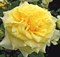 Роза чайно-гибридная Штернталер - фото 17184