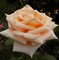 Роза чайно-гибридная Шанттелла - фото 17188