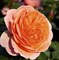 Роза чайно-гибридная Чипэндейл - фото 17190