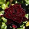 Роза чайно-гибридная Черный Принц - фото 17194