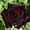 Роза чайно-гибридная Черная Магия - фото 17195