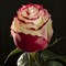 Роза чайно-гибридная Цвитнус - фото 17197