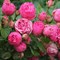 Роза чайно-гибридная Хэппи Пионо - фото 17198