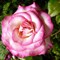 Роза чайно-гибридная Хэндэл - фото 17199