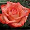 Роза чайно-гибридная Хинг Твинкли - фото 17204
