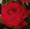 Роза чайно-гибридная Херц Асс - фото 17205