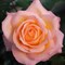 Роза чайно-гибридная Фросинн 82 - фото 17208