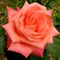 Роза чайно-гибридная Фолклер - фото 17213