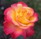 Роза чайно-гибридная Флэминг Стар - фото 17214