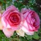 Роза чайно-гибридная Ферст Леди - фото 17216