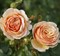 Роза чайно-гибридная Тропикана - фото 17221