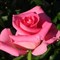 Роза чайно-гибридная Топаз - фото 17223
