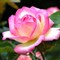 Роза чайно-гибридная Принцесса Монако - фото 17262