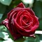 Роза чайно-гибридная Перль Нуар - фото 17270