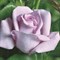 Роза чайно-гибридная Майнцер Фастнахт - фото 17287