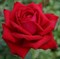 Роза чайно-гибридная Бургунд янг - фото 17338