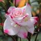 Роза флорибунда Эбигейл - фото 17363
